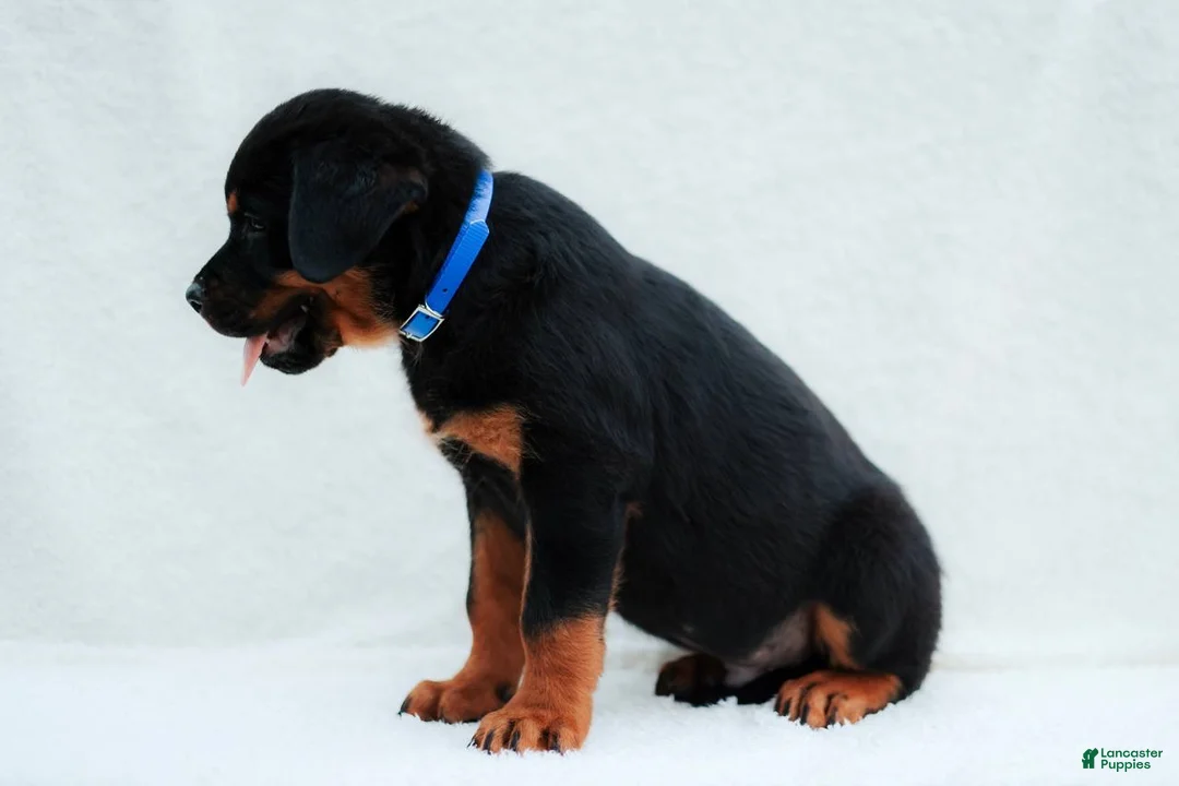Rottweiler dogs for sale: Rottweiler 3 - Ad 2