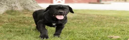 Cane Corso dogs for sale: Maple  - Ad 6