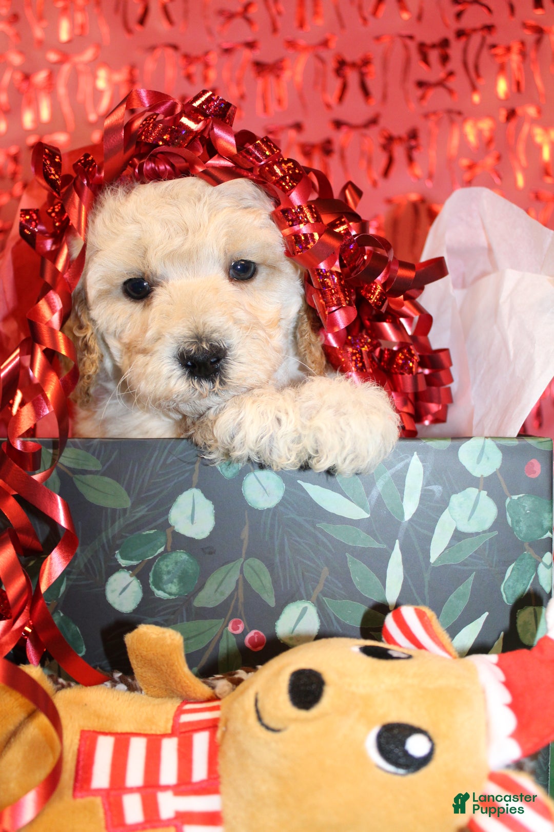 Miniature Poodle dogs for sale: Mr Wilson - Ad 1