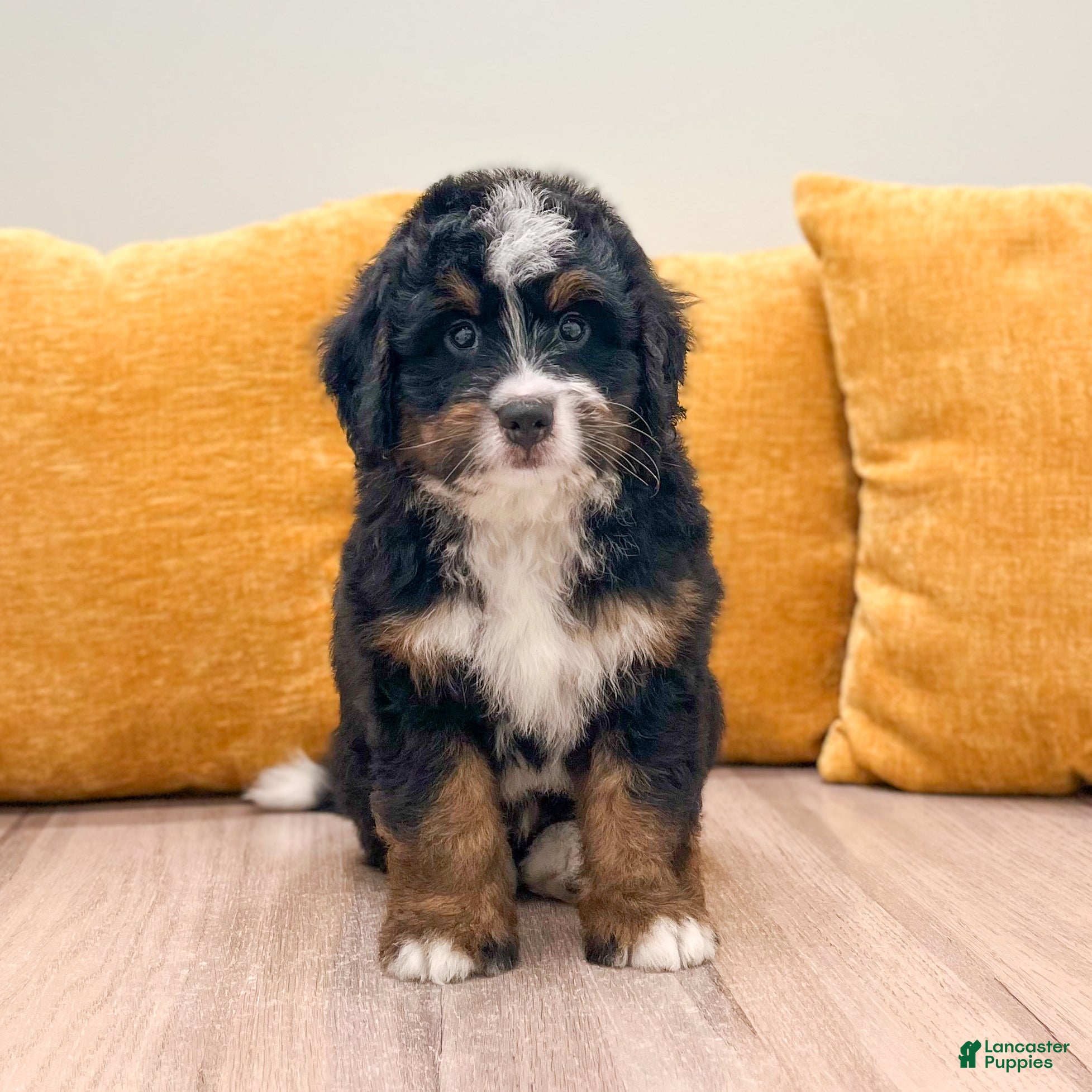 Mini Bernedoodle dogs Jordan - Ad 2
