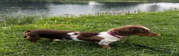 Miniature Dachshund dogs for sale: MERLEY GIRL - Ad 12