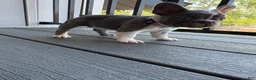 French Bulldog dogs for sale: Nola - Ad 4