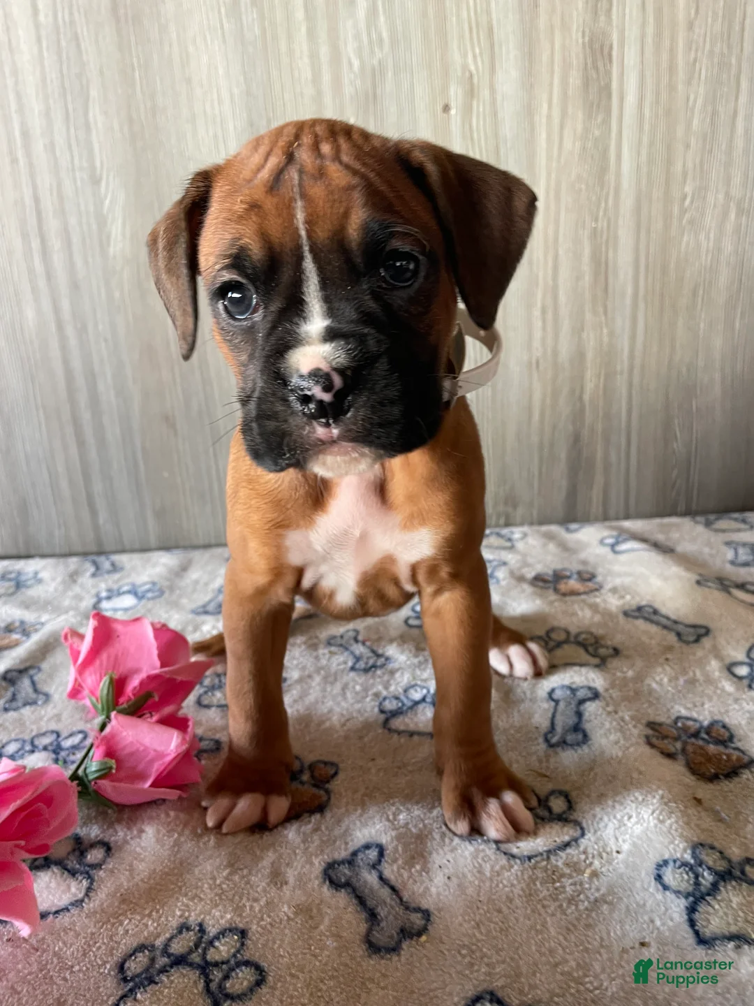 Boxer dogs for sale: Betty - Ad 3