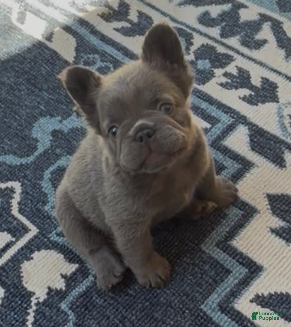 French Bulldog dogs French Bulldog 4 - Ad 1