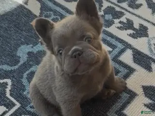 French Bulldog dogs French Bulldog 4 - Ad 1
