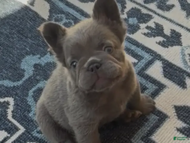 French Bulldog dogs for sale: French Bulldog 4 - Ad 2