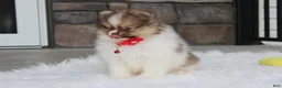 Pomeranian dogs for sale: Bentley AKC - Ad 15