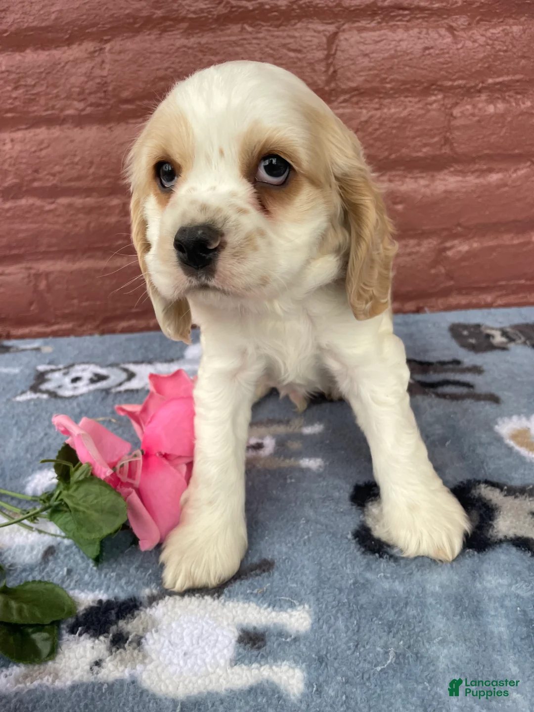 Cocker Spaniel dogs for sale: Henry - Ad 4