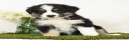 Miniature Australian Shepherd dogs for sale: Lucy - Ad 6