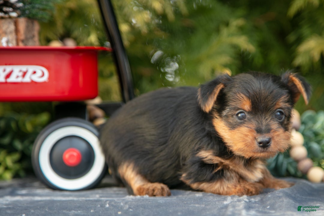 Yorkshire Terrier dogs for sale: Audrey - Ad 3