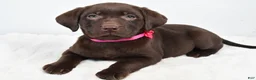 Labrador Retriever dogs for sale: Myra - Ad 1