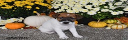 Jack Russell Terrier dogs for sale: Riley - Ad 2