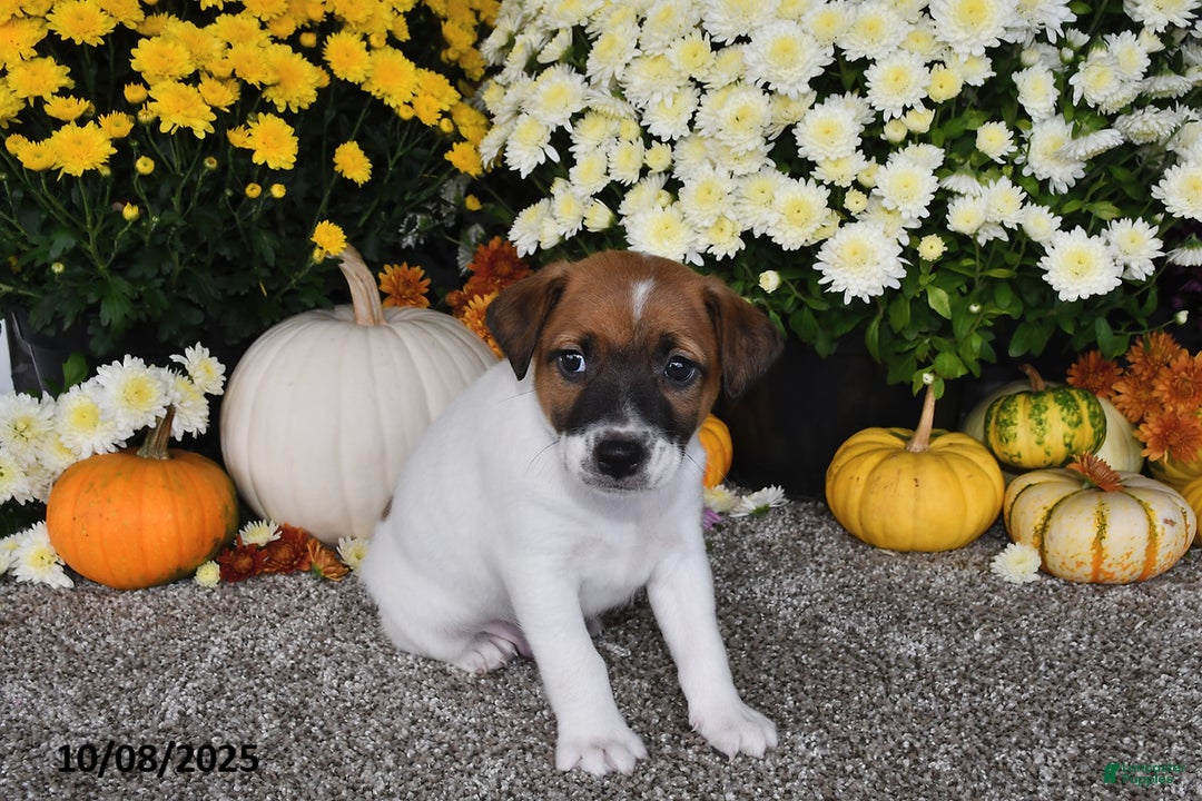 Jack Russell Terrier dogs for sale: Riley - Ad 2