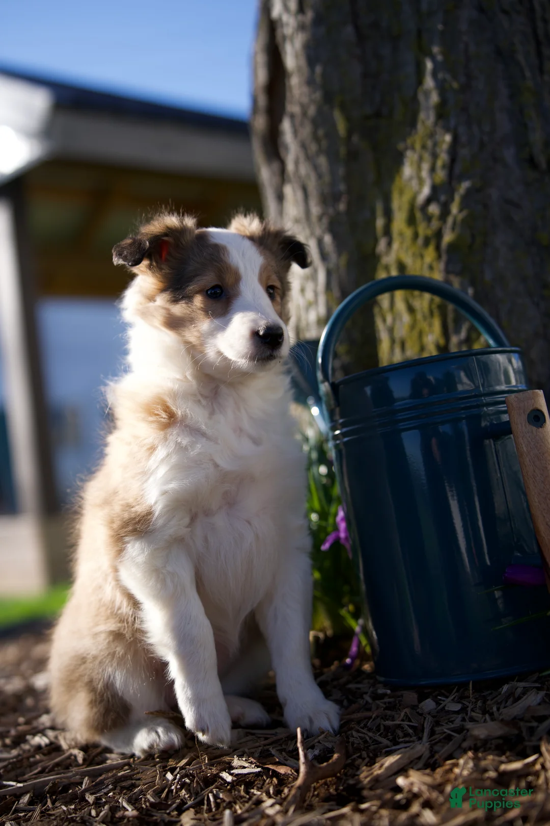 Shetland Sheepdog dogs for sale: BLOOM - Ad 1
