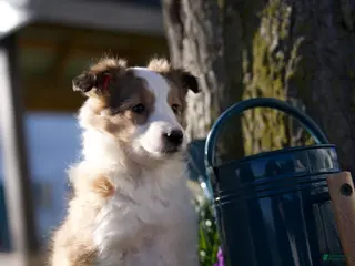 Shetland Sheepdog dogs for sale: BLOOM - Ad 1