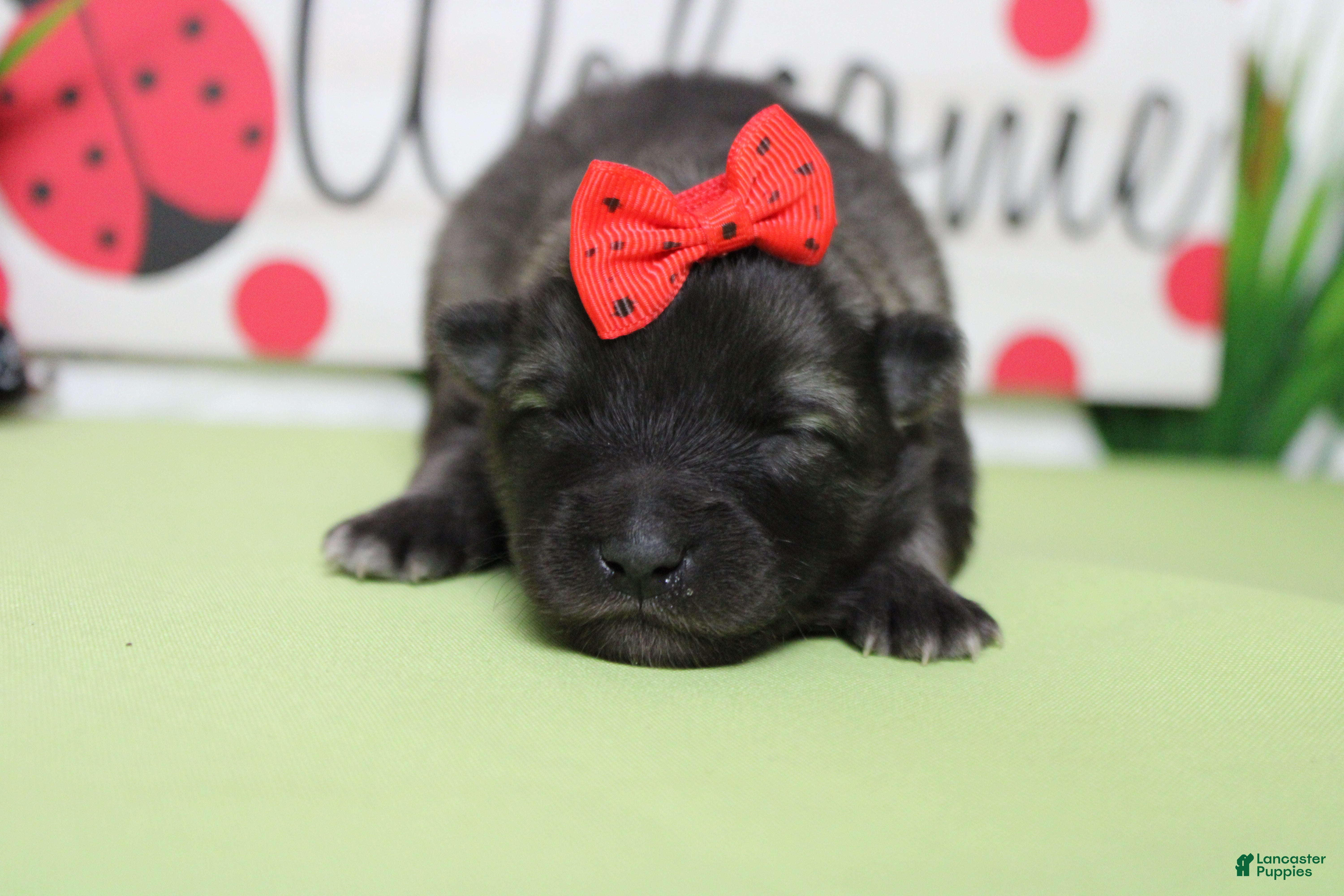 Keeshond dogs Louise  - Ad 6