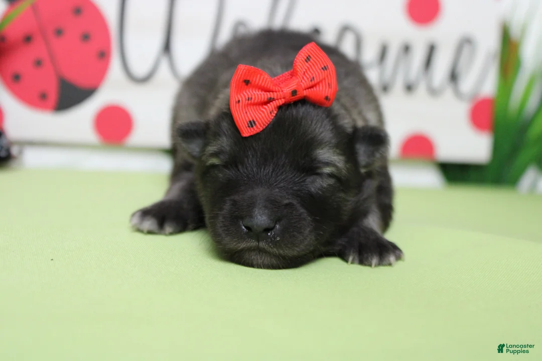 Keeshond dogs for sale: Louise  - Ad 1
