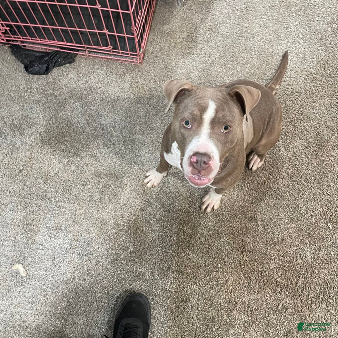 Gallery Image {{count}}