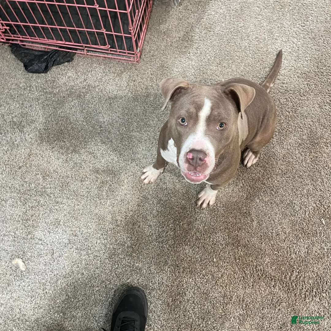 Gallery Image {{count}}