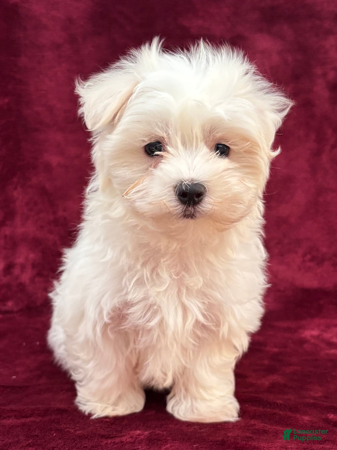 Maltese Puppy for sale in Millersburg Lancaster Puppies
