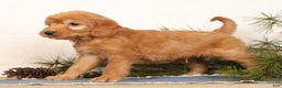 Mini Goldendoodle dogs for sale: Melvin - Ad 3