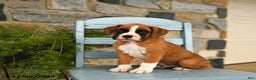 Boxer dogs for sale: Alpha - Ad 4