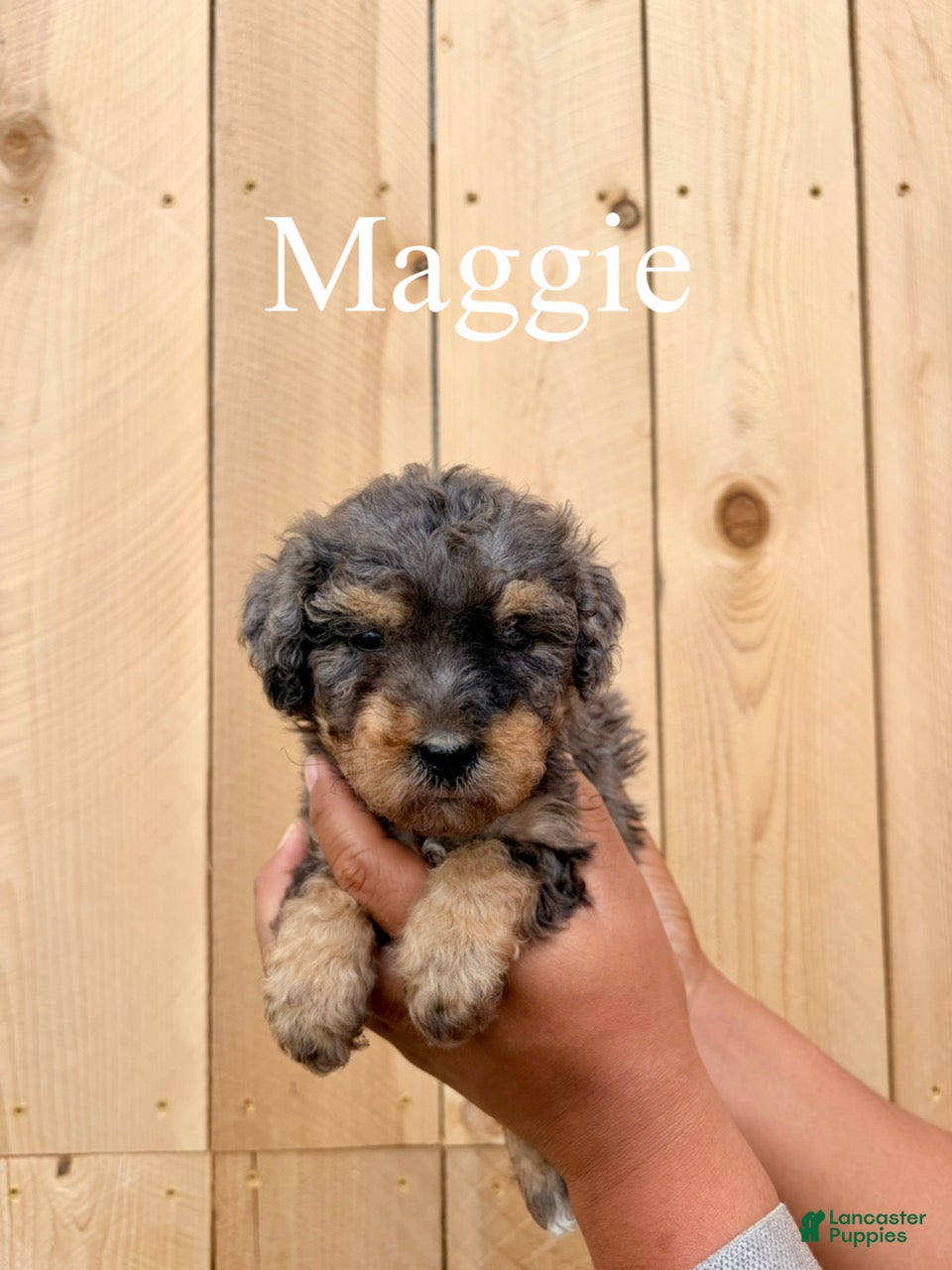 Mixed Breed dogs Maggie - Ad 2