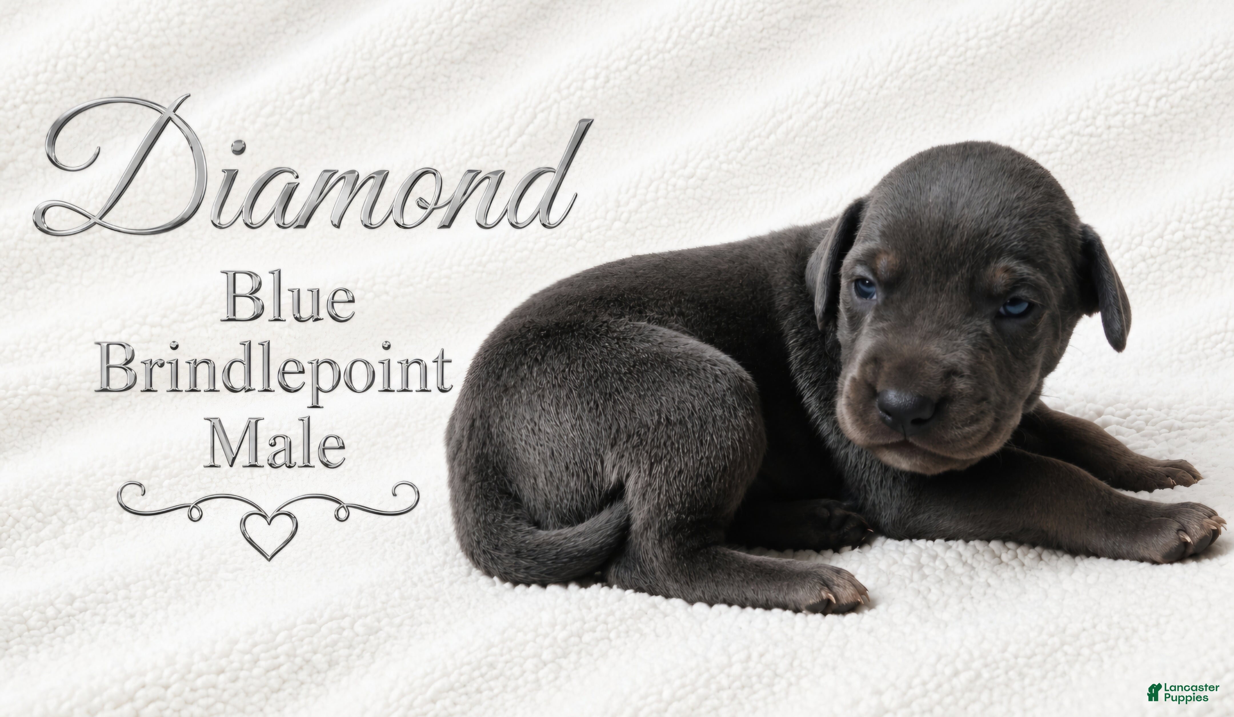 Great Dane dogs Diamond - Ad 12