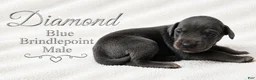 Great Dane dogs for sale: Diamond - Ad 1