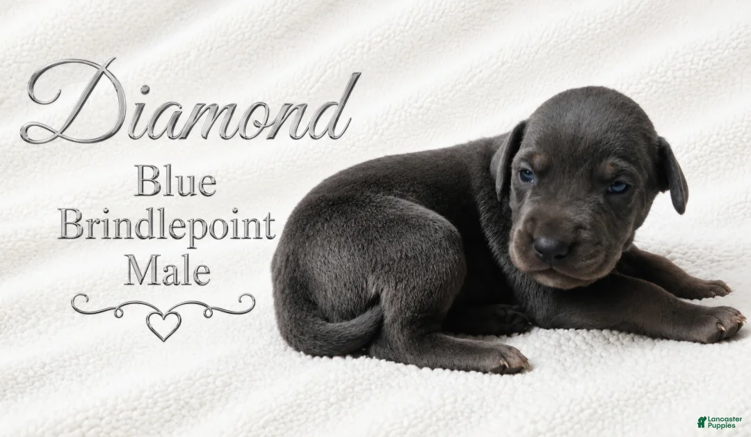 Great Dane dogs for sale: Diamond - Ad 1