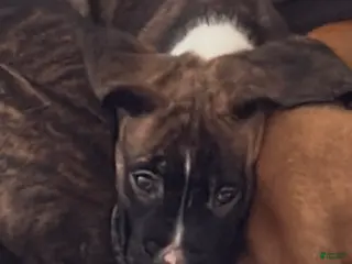 Mixed Breed dogs Boxenese Boy 1 - Ad 33