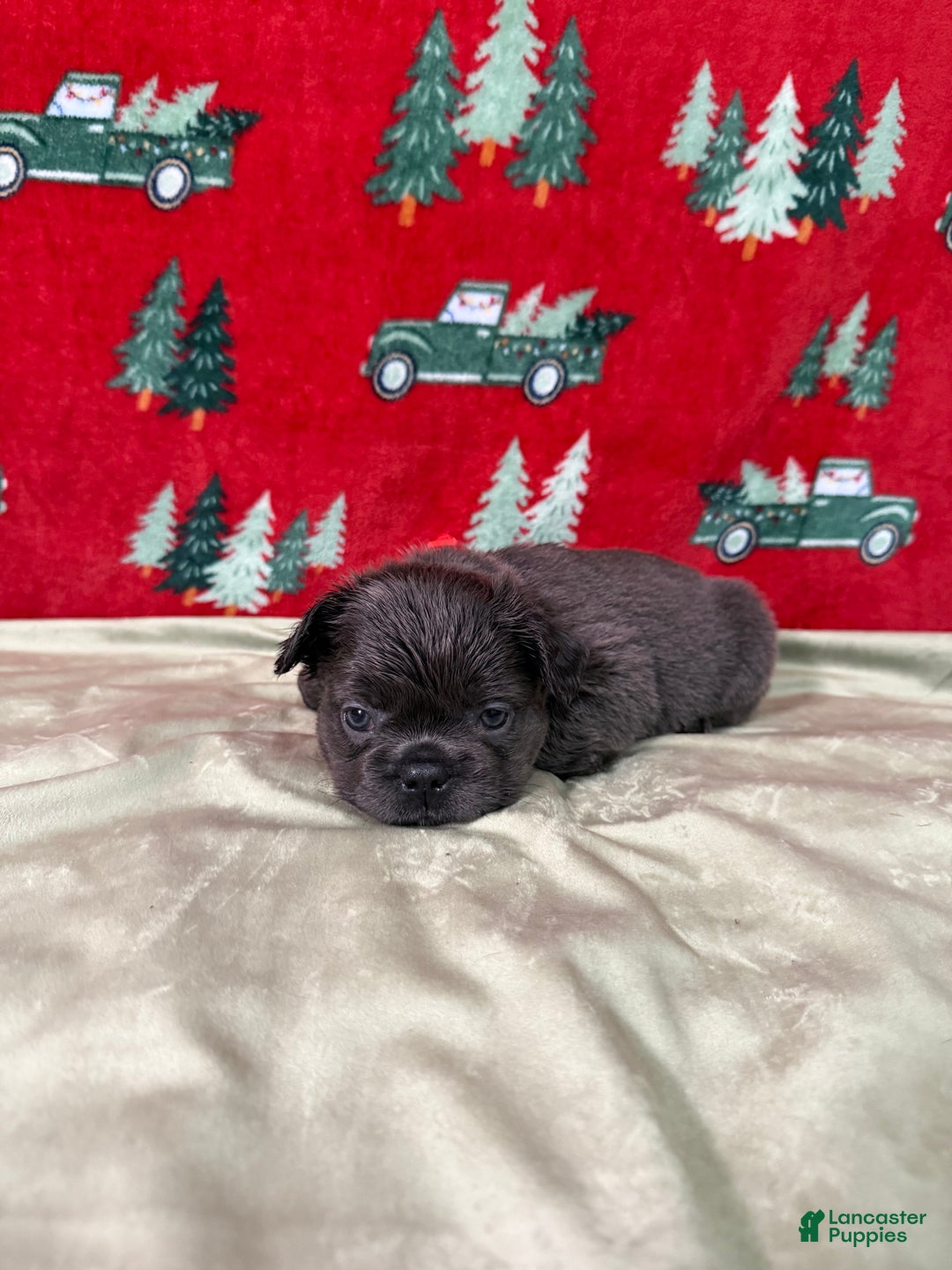 French Bulldog dogs for sale: ❤️ Rudolph - Ad 9