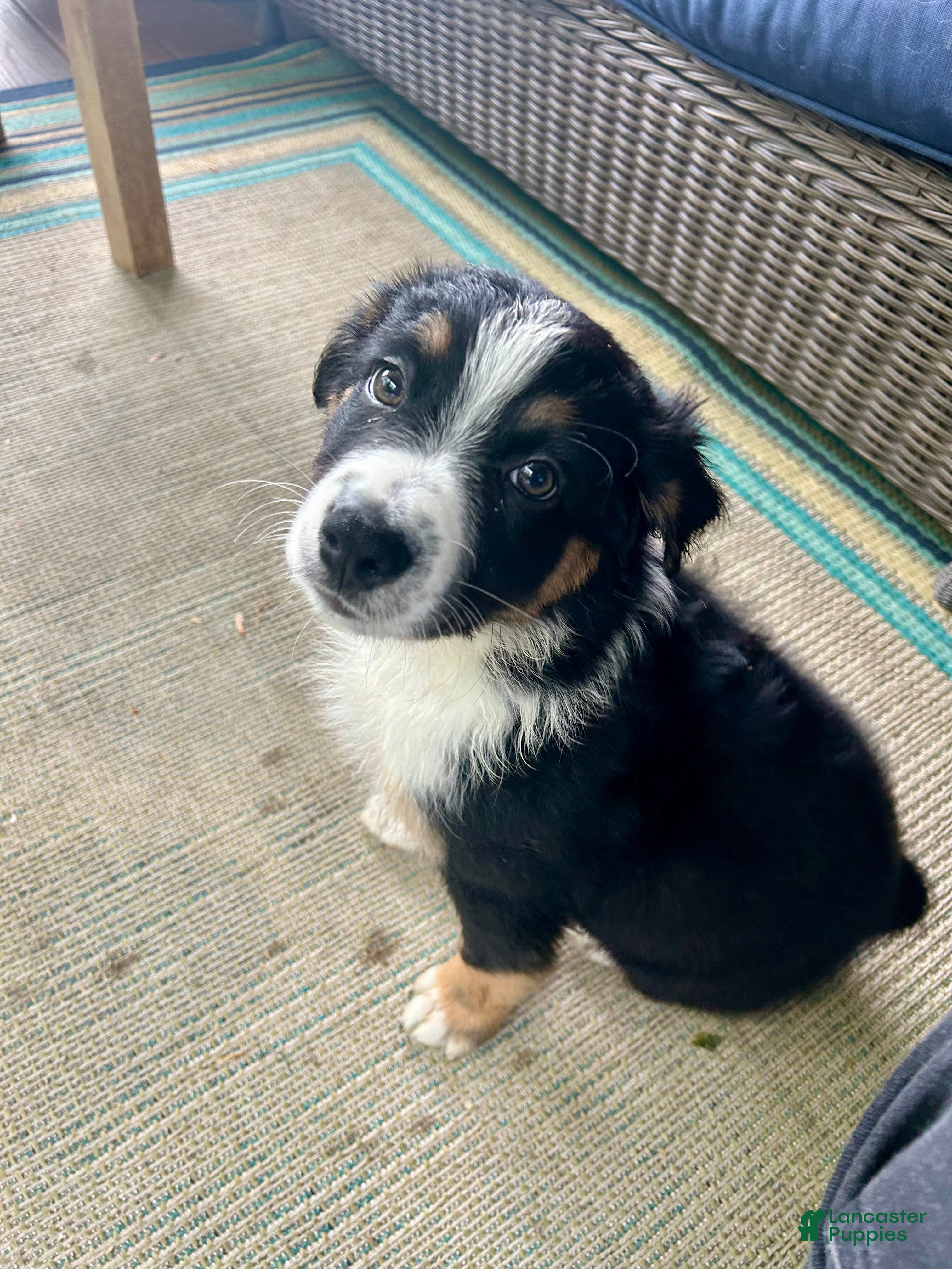 Australian Shepherd dogs Crash - Ad 41