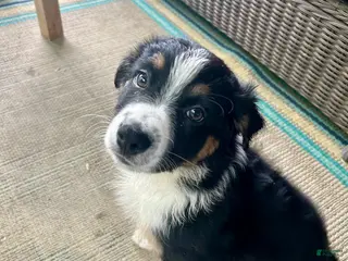 Australian Shepherd dogs Crash - Ad 41