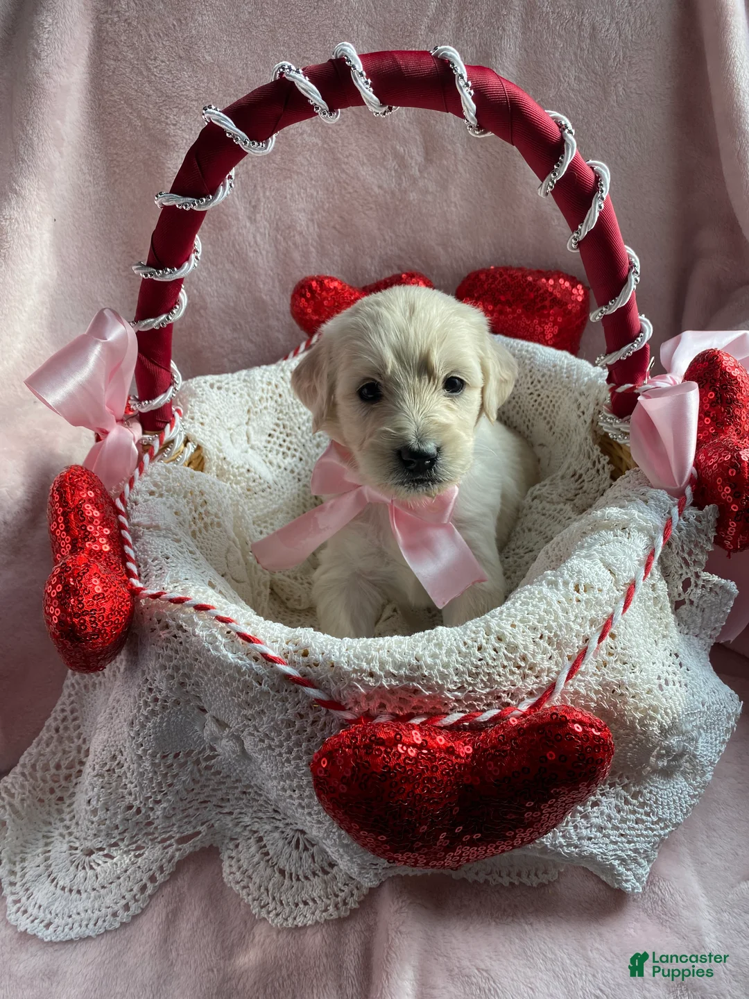 Mixed Breed dogs for sale: Ruby  - Ad 1