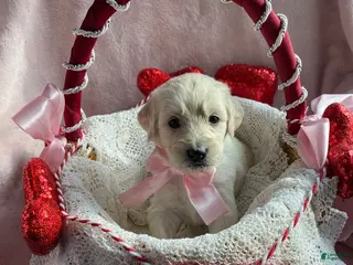 Mixed Breed dogs Ruby - Ad 7