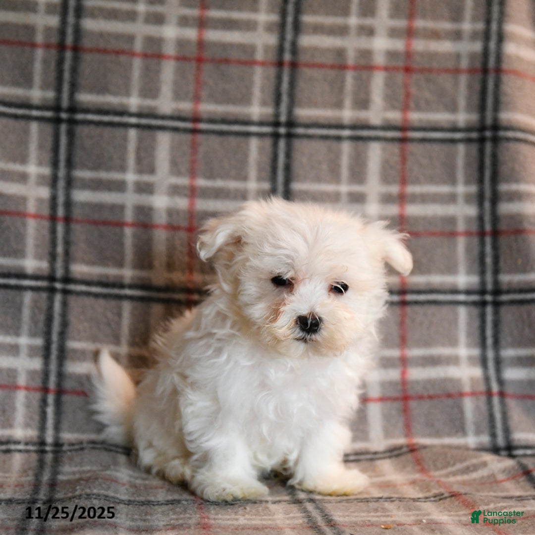 Maltese dogs for sale: Ruffles - Ad 2