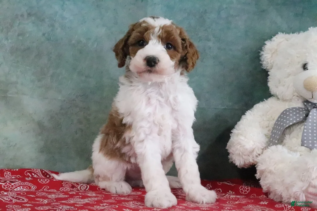 Mini Goldendoodle dogs for sale: Sarge - Ad 2