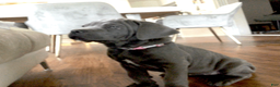 Cane Corso dogs for sale: Cane Corso Puppy 9 - Ad 5
