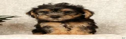 Yochon dogs for sale: Kevin - Ad 3