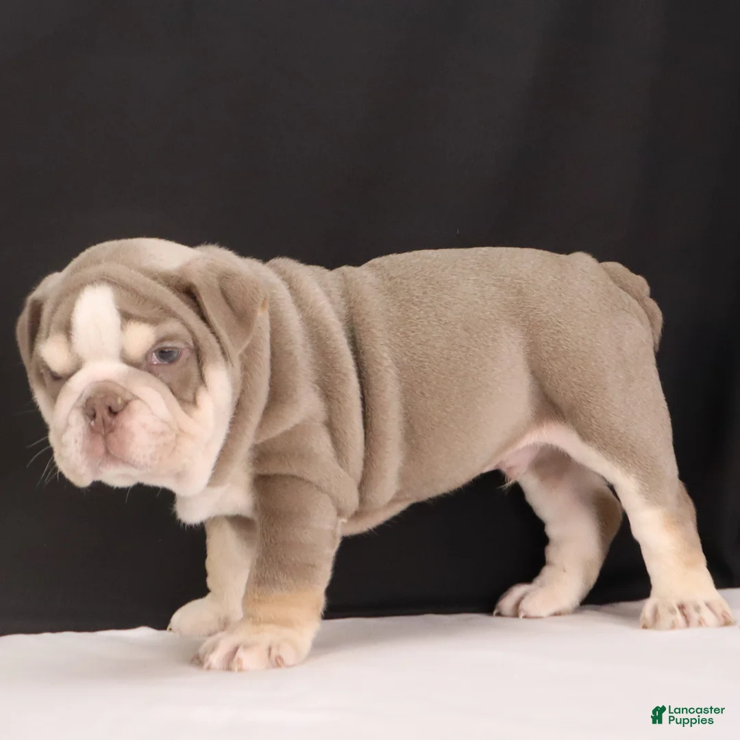 English Bulldog dogs for sale:  Titus - Ad 10
