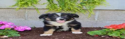 Australian Shepherd dogs for sale: Tucker - Ad 2