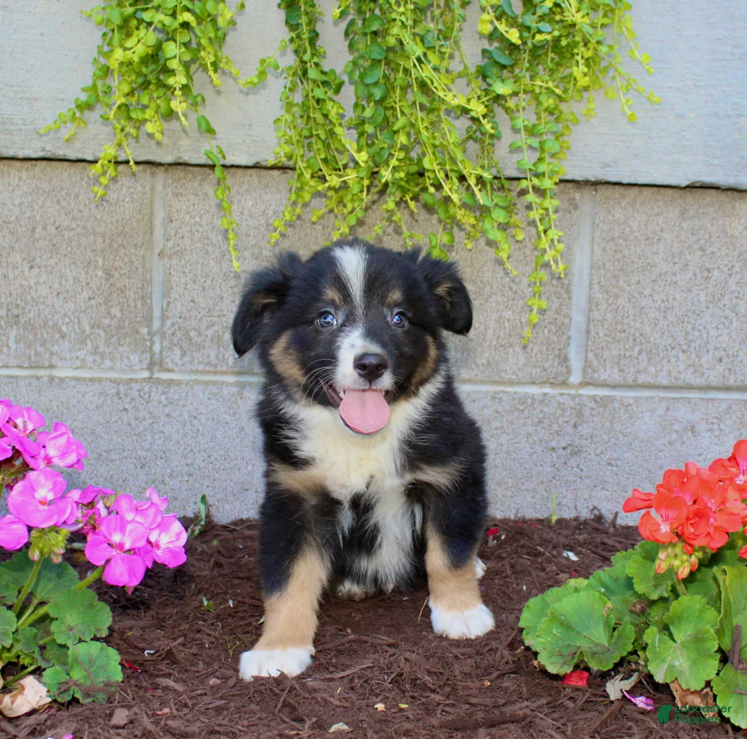Australian Shepherd dogs for sale: Tucker - Ad 2