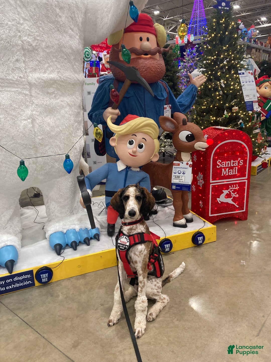 Standard Poodle dogs for sale: Flash - Ad 3