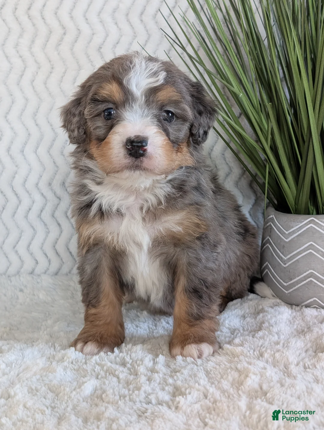 Mini Bernedoodle dogs for sale: Mini River  - Ad 11