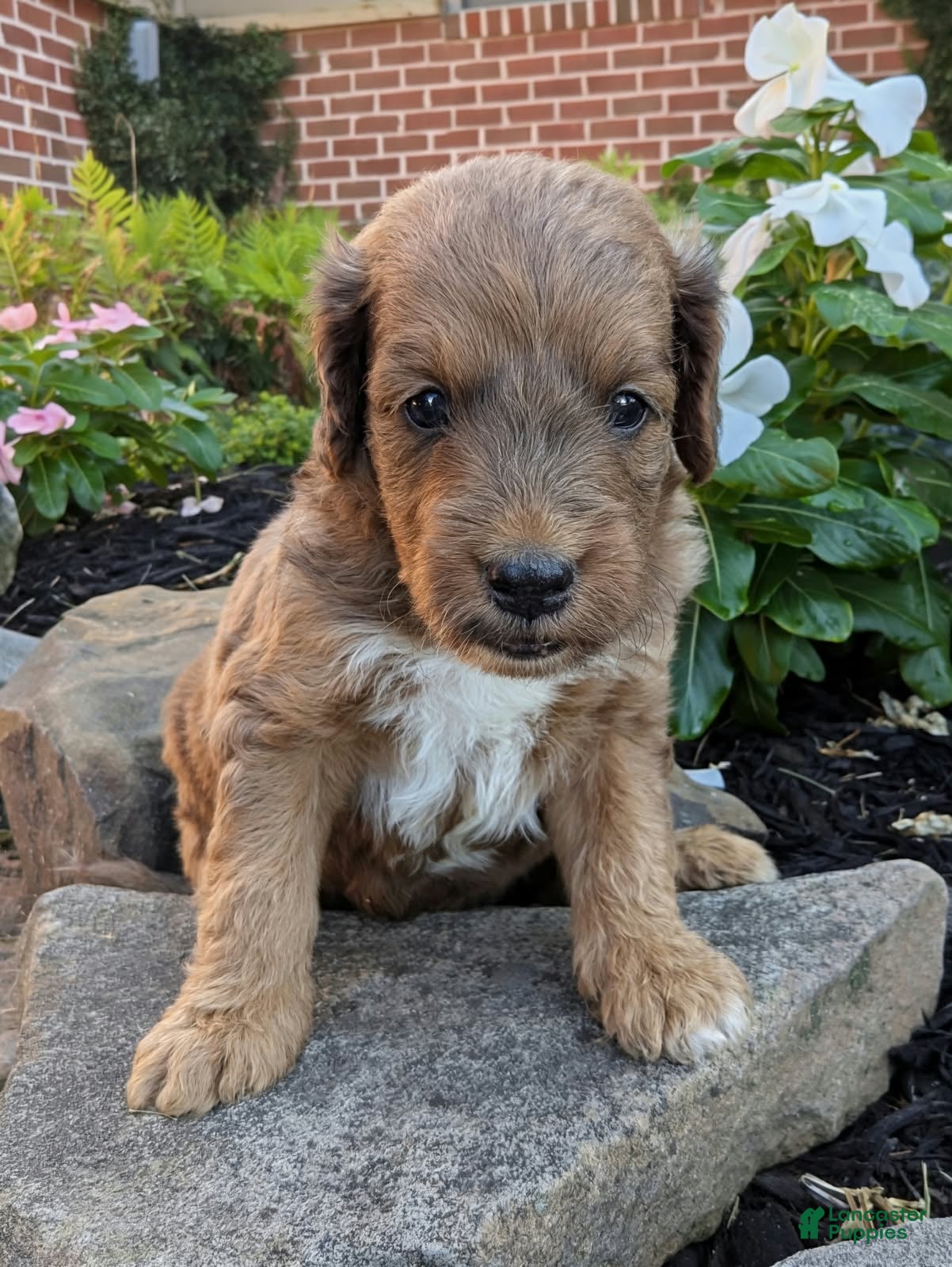 Mini Goldendoodle dogs Parker F1B - Ad 2