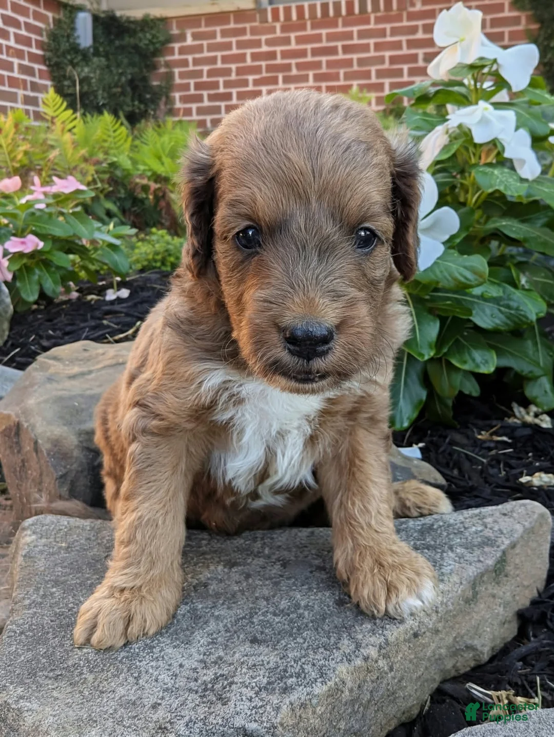 Mini Goldendoodle dogs for sale: Parker F1B - Ad 2