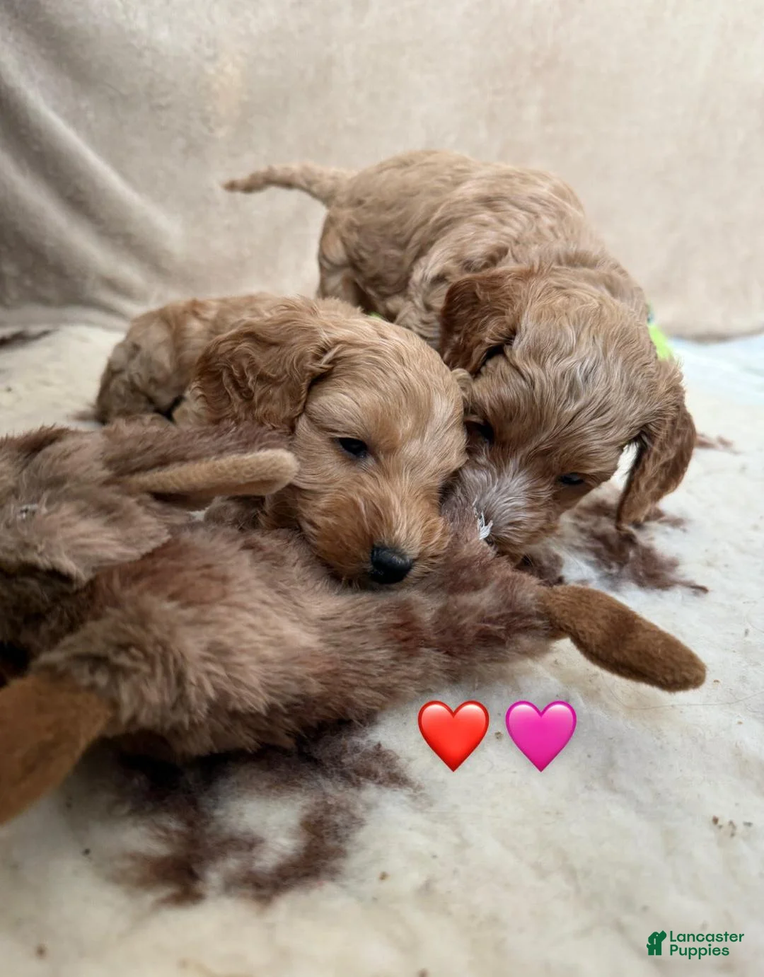 Cavapoo dogs for sale: Britney  - Ad 8