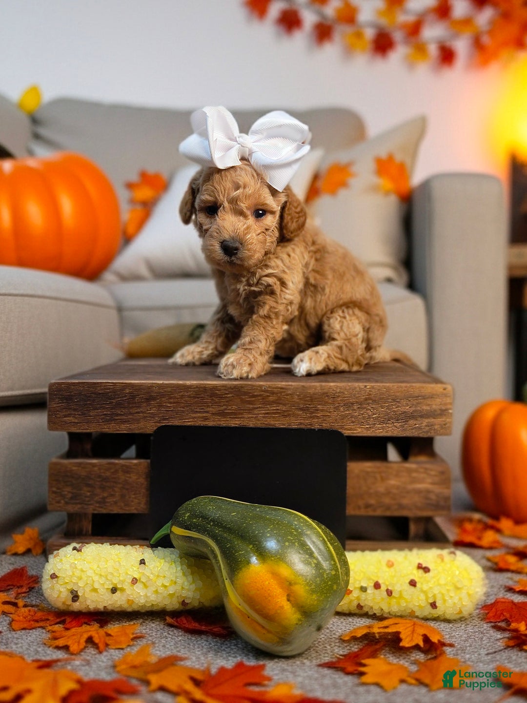 Mini Goldendoodle dogs for sale: Aplecrisp  - Ad 1