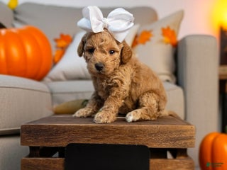 Mini Goldendoodle dogs - Ad 19